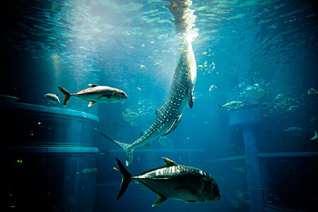 澳大利亚联赛决赛，悉尼肯特胜墨尔本大胜