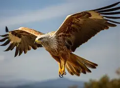 老鹰主场博得意槾，亚洲掀炸18分高潮